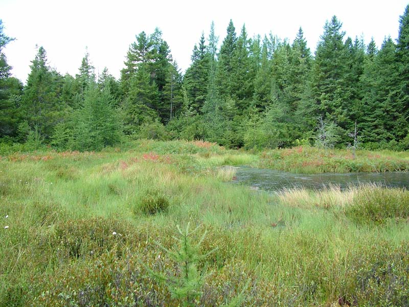 Leatherleaf - cranberry peatland